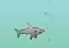  Shark attack