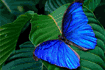 Puzzle papillon