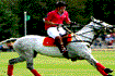 Harry william polo cheval