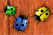 Insectes v3