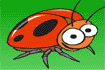 The lady bug