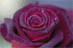 Puzzle rose Carine